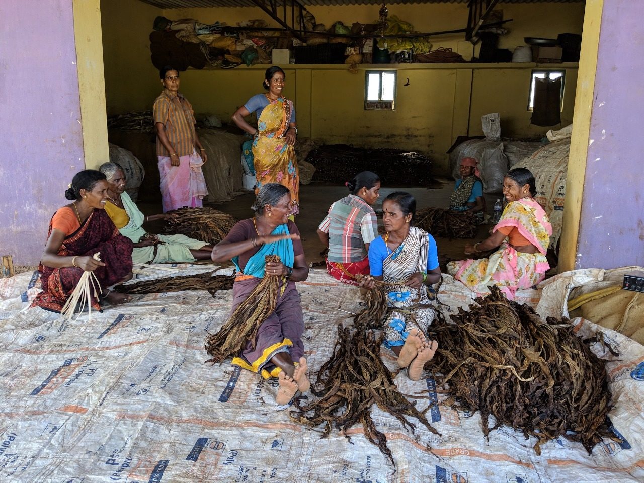 Women sorting harvested tobacco leaf at a rural processing site in India.